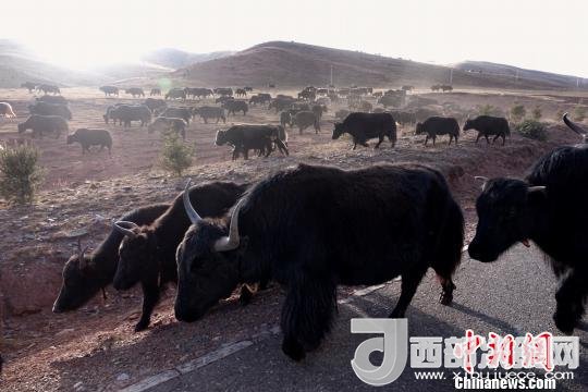 西藏每年存欄約420萬頭牦牛，牦牛產業(yè)發(fā)展是推動西藏畜牧業(yè)可持續(xù)發(fā)展和農牧民脫貧致富的重要產業(yè)。圖為西藏牦牛。　孫翔 攝