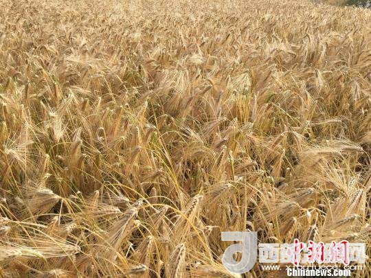 2017年西藏青稞種植面積達210多萬畝，占糧食播種面積的75%。圖為成熟期的青稞?！⊥跤窳?攝