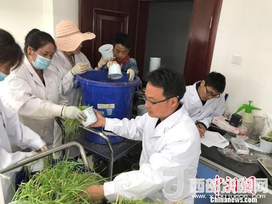 圖為研究員正在調查青稞感染白粉病情況。　王玉林 攝