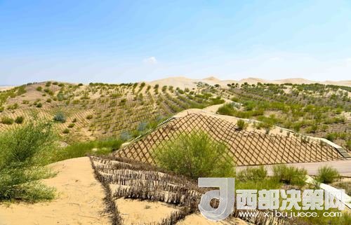 達(dá)拉特旗庫(kù)布其沙漠染綠。吳勇攝