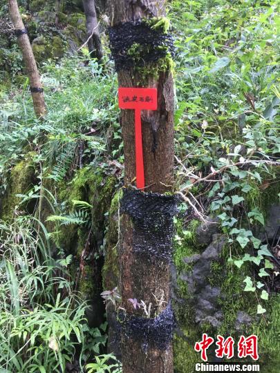 貴州同威生物科技有限公司鐵皮石斛種植。　周嫻 攝