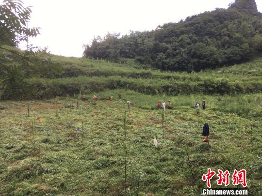貴州同威生物科技有限公司天麻種植基地?！≈軏?攝