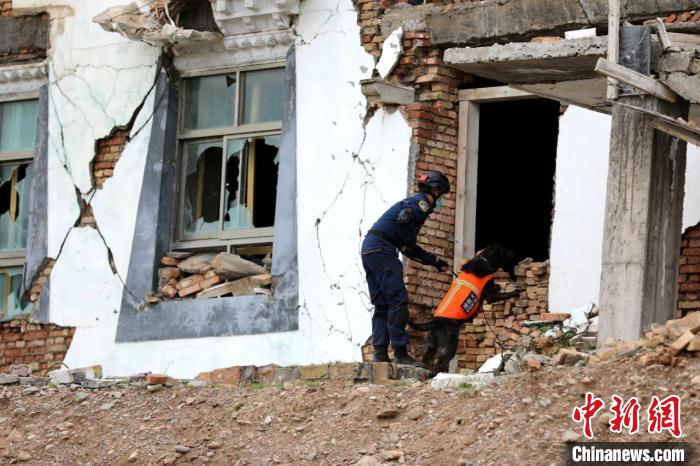 圖為搜救犬進(jìn)行模擬搜救。青海省應(yīng)急廳