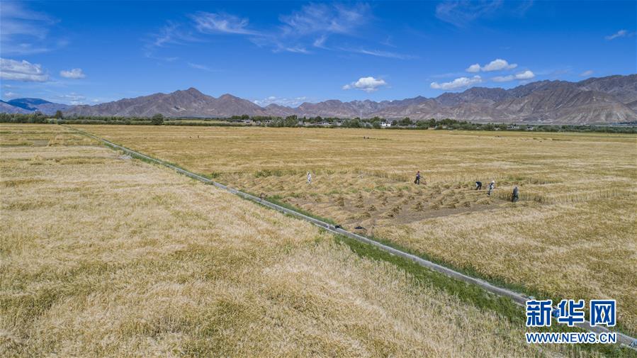 （新華全媒頭條·走向我們的小康生活·圖文互動）（11）扎西德勒，我們的新家園——西藏易地扶貧搬遷搬出幸福美好新生活